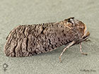 50.001 Goat Moth female Copyright Martin Evans 