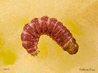  50.001 Goat Moth larva 8mm Copyright Martin Evans 