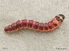  50.001 Goat Moth larva 50mm Copyright Martin Evans 