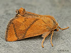  53.001 Festoon Copyright Martin Evans 