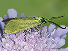  54.002 Forester Copyright Martin Evans 