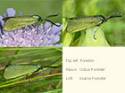  54.002 Forester, Cistus Forester and Scarce Forester Copyright Martin Evans 