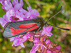  54.004 Transparent Burnet ssp.caledonensis Copyright Martin Evans 