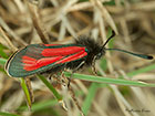  54.004 Transparent Burnet ssp.sabulosa Copyright Martin Evans 