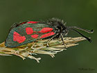  54.005 Slender Scotch Burnet Copyright Martin Evans 