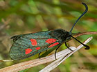  54.007 New Forest Burnet Copyright Martin Evans 