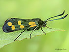  54.008 Six-spot Burnet yellow form Copyright Martin Evans 