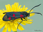 54.009 Narrow-bordered 5-spot Burnet Copyright Martin Evans 