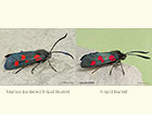  54.009 Narrow-bordered 5-spot Burnet and 5-spot Burnet Copyright Martin Evans 