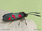  54.010 5-spot Burnet Copyright Martin Evans 