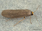  62.005 Achroia grisella Copyright Martin Evans 