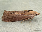  62.006 Galleria mellonella Copyright Martin Evans 