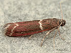  62.007 Cryptoblabes bistriga Copyright Martin Evans 