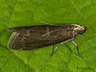  62.008 Salebriopsis albicilla Copyright Martin Evans 