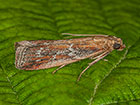  62.013 Uncinus obductella Copyright Martin Evans 
