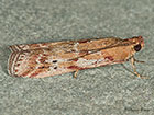  62.015 Delplanqueia dilutella Copyright Martin Evans 