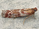  62.015 Delplanqueia dilutella Copyright Martin Evans 