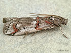  62.023 Pempelia palumbella Copyright Martin Evans 