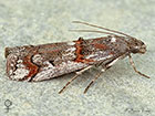  62.023 Pempelia palumbella female Copyright Martin Evans 