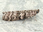  62.027 Dioryctria simpliciella Copyright Martin Evans 