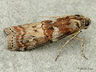  62.029 Phycita roborella Copyright Martin Evans 