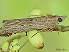  62.031 Epischnia asteris Copyright Martin Evans 