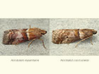  62.034 Acrobasis repandana and Acrobasis consociella Copyright Martin Evans 