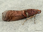  62.035 Acrobasis advenella Copyright Martin Evans 