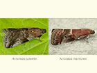  62.036 Acrobasis suavella and Acrobasis marmorea Copyright Martin Evans 