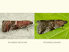  62.037 Acrobasis marmorea and Acrobasis suavella Copyright Martin Evans 