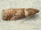  62.038 Acrobasis consociella 