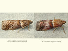  62.038 Acrobasis consociella and Acrobasis repandana Copyright Martin Evans 
