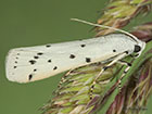  62.042 Myelois circumvoluta Copyright Martin Evans 