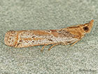  62.043 Gymnancyla canella Copyright Martin Evans 