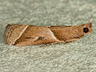  62.051 Nyctegretis lineana Copyright Martin Evans 