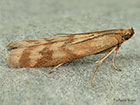  62.054 Homoeosoma sinuella Copyright Martin Evans 