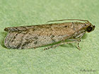  62.064 Ephestia elutella Copyright Martin Evans 