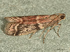  62.065 Ephestia woodiella Copyright Martin Evans 