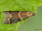  62.065 Ephestia woodiella Copyright Martin Evans 