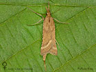  62.070 Synaphe punctalis female Copyright Martin Evans 