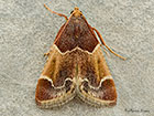  62.072 Pyralis farinalis Copyright Martin Evans 