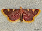  62.075 Hypsopygia costalis Copyright Martin Evans 