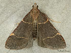  62.076 Hypsopygia glaucinalis Copyright Martin Evans 
