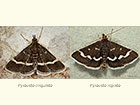  63.003 Pyrausta cingulata and Pyrausta nigrata Copyright Martin Evans 