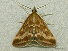  63.005 Pyrausta despicata Copyright Martin Evans 