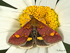  63.006 Pyrausta aurata Copyright Martin Evans 