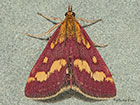  63.007 Pyrausta purpuralis Copyright Martin Evans 