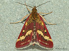  63.008 Pyrausta ostrinalis Copyright Martin Evans 