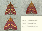  63.008 Pyrausta ostrinalis and Pyrausta purpuralis Copyright Martin Evans 