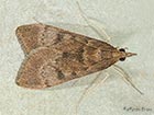  63.011 Uresiphita gilvata Copyright Martin Evans  